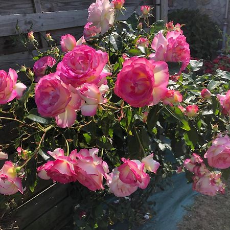 Les Hortensias Grand-Fougeray Kültér fotó